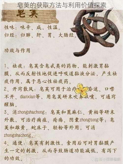 皂荚的获取方法与利用价值探索