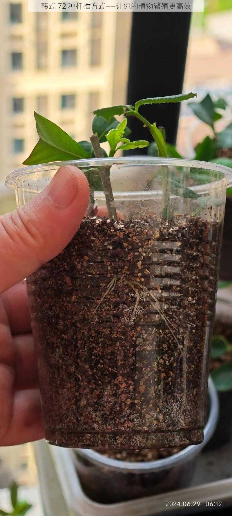 韩式 72 种扦插方式——让你的植物繁殖更高效