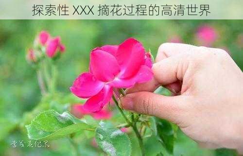 探索性 XXX 摘花过程的高清世界