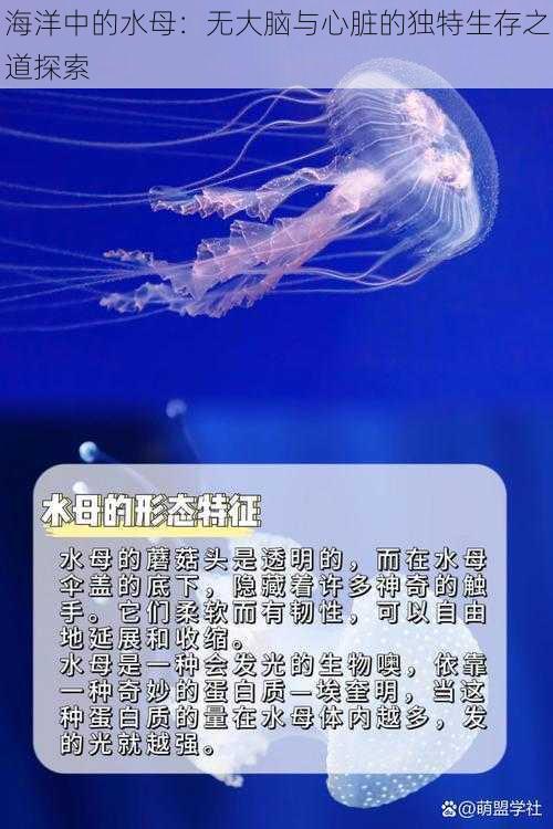 海洋中的水母:无大脑与心脏的独特生存之道探索