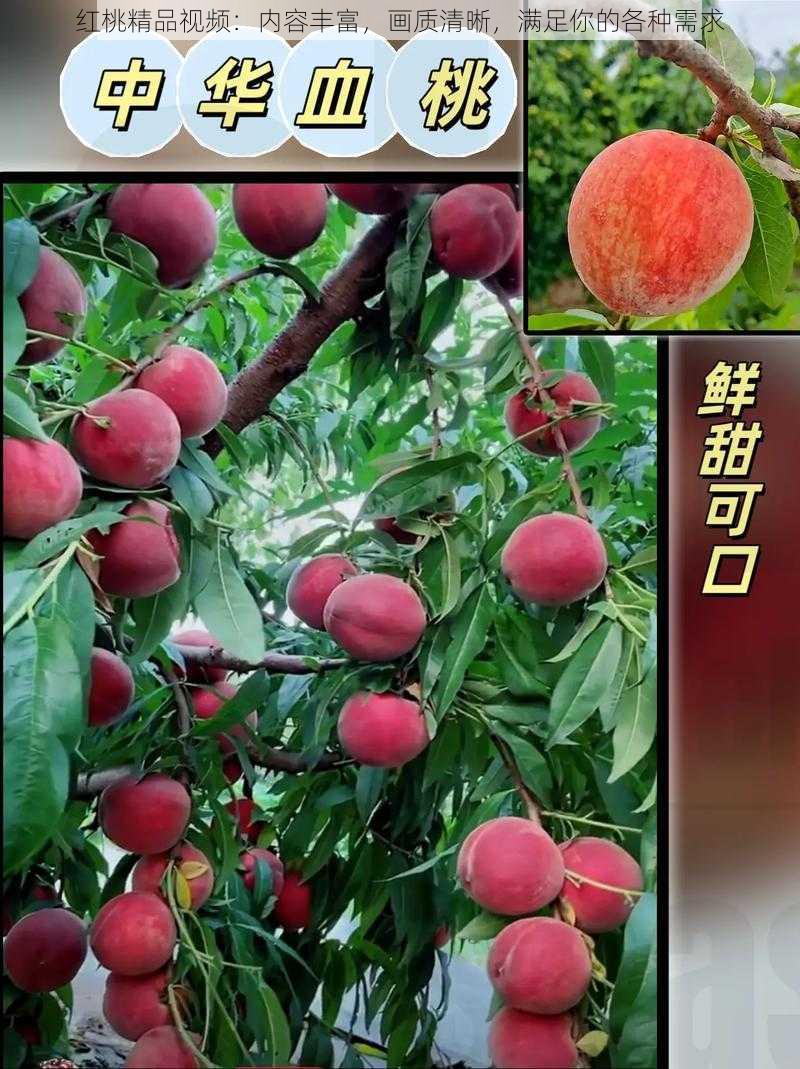 红桃精品视频:内容丰富,画质清晰,满足你的各种需求