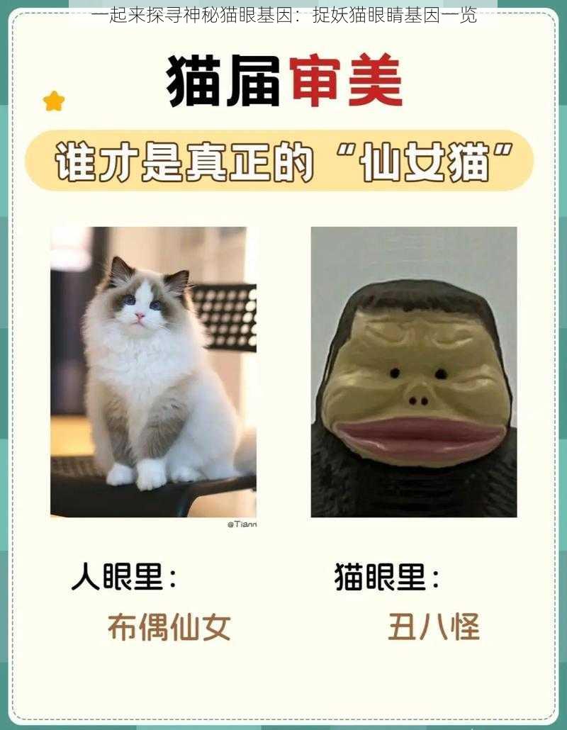 一起来探寻神秘猫眼基因:捉妖猫眼睛基因一览