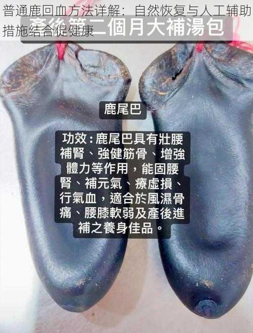 普通鹿回血方法详解:自然恢复与人工辅助措施结合促健康