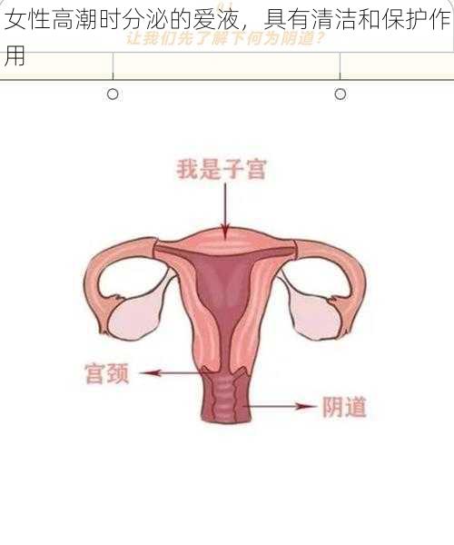女性高潮时分泌的爱液,具有清洁和保护作用