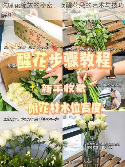 玫瑰花绽放的秘密:唤醒花朵的艺术与技巧解析