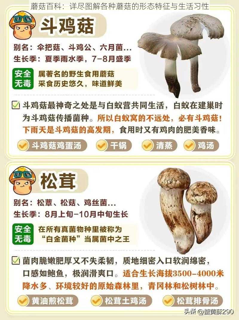 蘑菇百科:详尽图解各种蘑菇的形态特征与生活习性