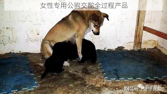 女性专用公驹交酡全过程产品