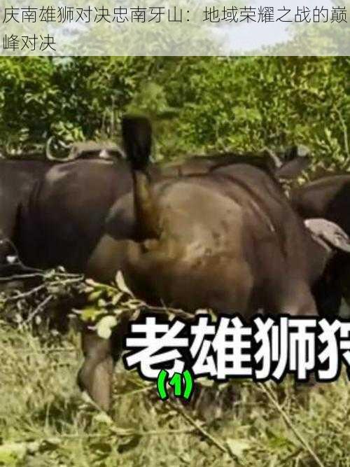 庆南雄狮对决忠南牙山:地域荣耀之战的巅峰对决