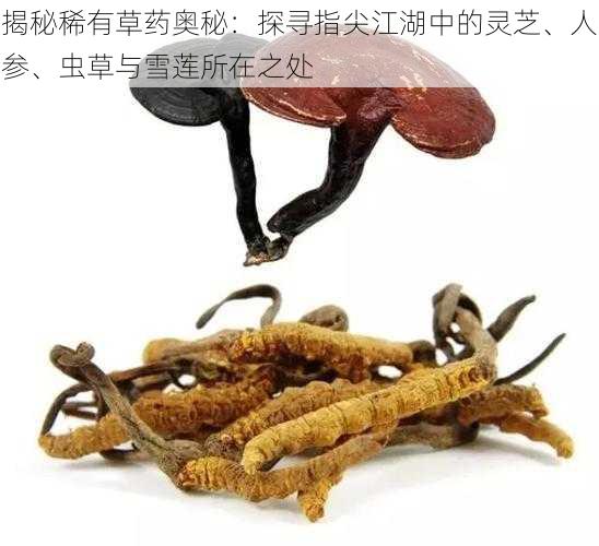 揭秘稀有草药奥秘:探寻指尖江湖中的灵芝、人参、虫草与雪莲所在之处