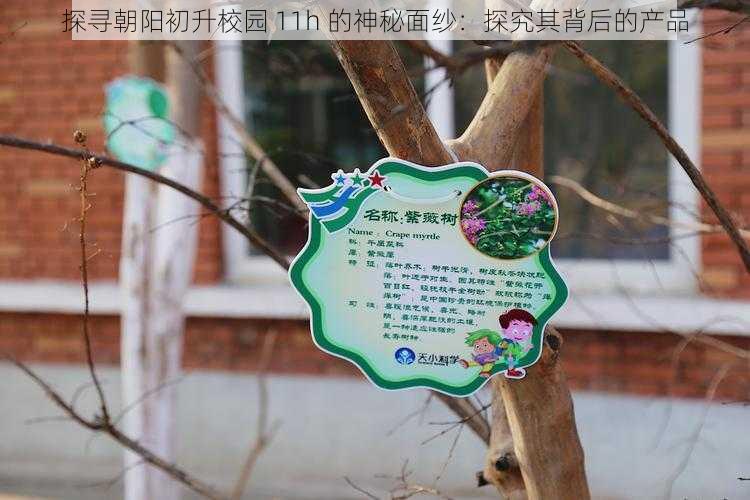 探寻朝阳初升校园 11h 的神秘面纱:探究其背后的产品