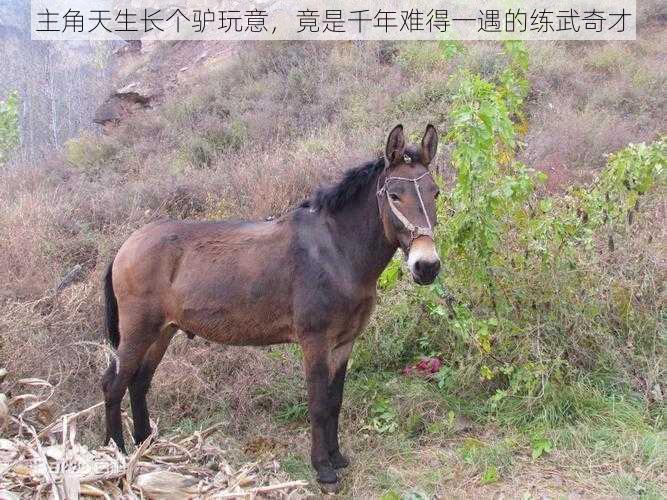 主角天生长个驴玩意,竟是千年难得一遇的练武奇才