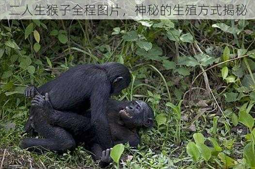 二人生猴子全程图片,神秘的生殖方式揭秘