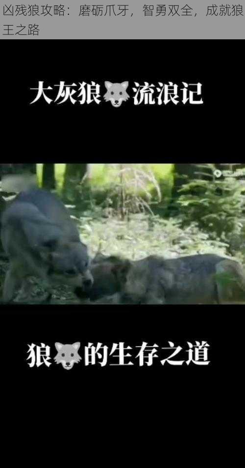 凶残狼攻略:磨砺爪牙,智勇双全,成就狼王之路