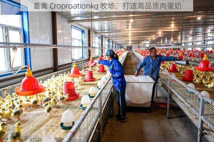 畜禽 Croproationkg 牧场,打造高品质肉蛋奶