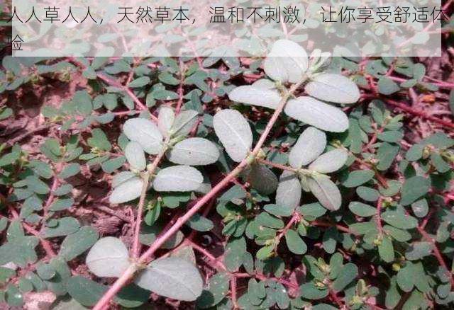 人人草人人,天然草本,温和不刺激,让你享受舒适体验