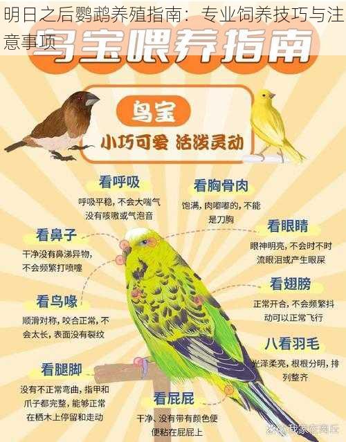 明日之后鹦鹉养殖指南:专业饲养技巧与注意事项