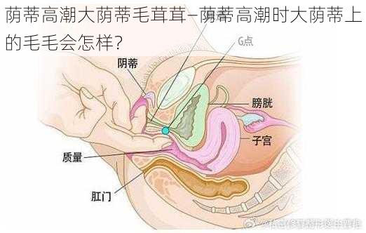 荫蒂高潮大荫蒂毛茸茸—荫蒂高潮时大荫蒂上的毛毛会怎样?