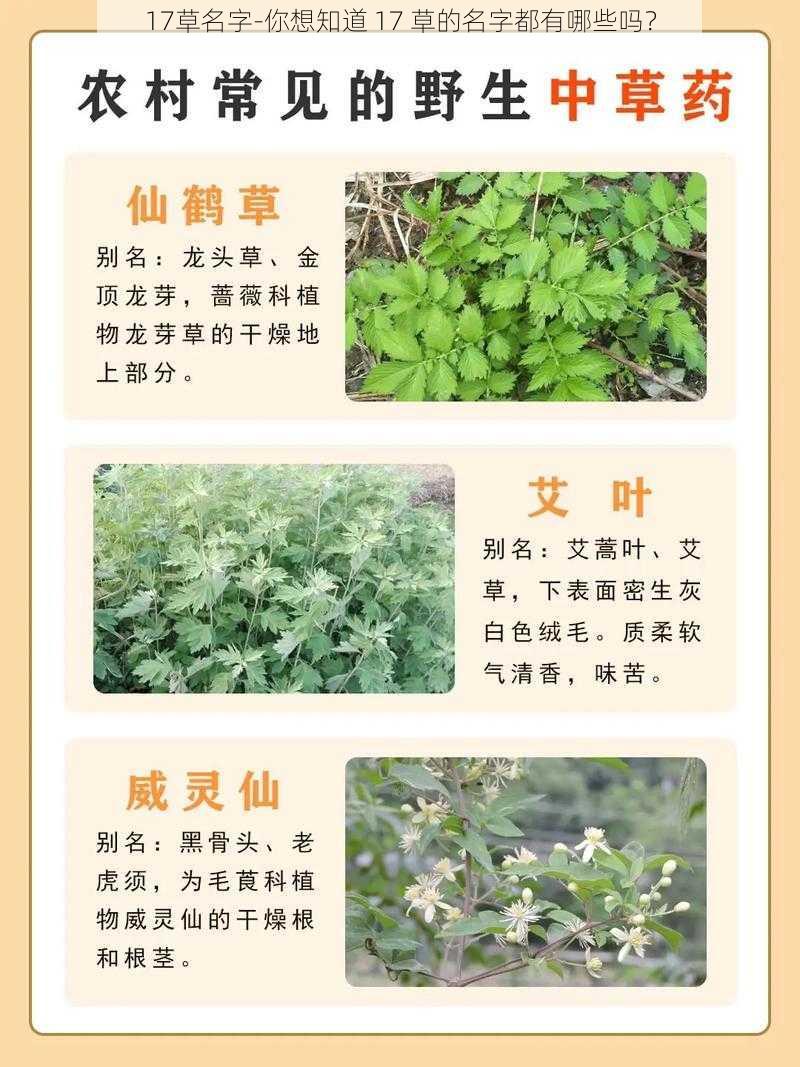 17草名字-你想知道 17 草的名字都有哪些吗?