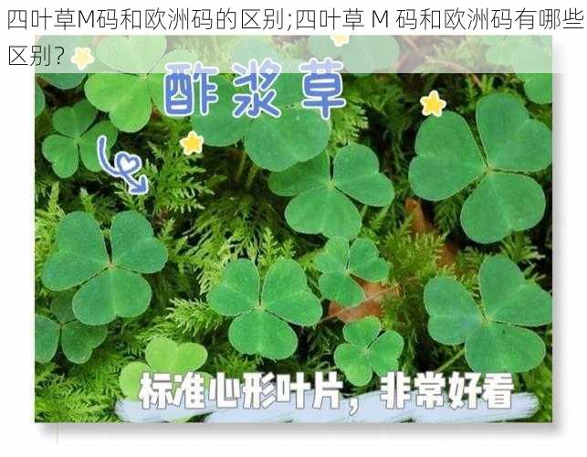 四叶草M码和欧洲码的区别;四叶草 M 码和欧洲码有哪些区别?