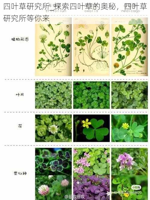 四叶草研究所_探索四叶草的奥秘,四叶草研究所等你来