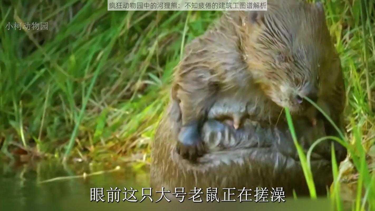 疯狂动物园中的河狸熊:不知疲倦的建筑工图谱解析