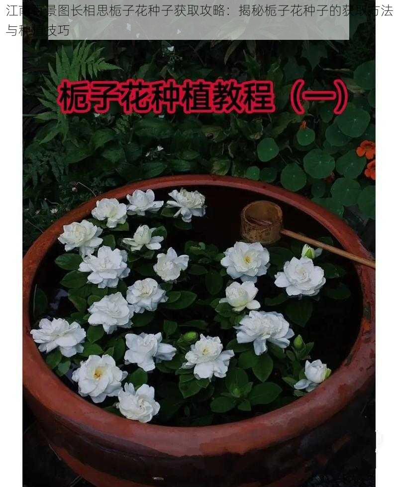 江南百景图长相思栀子花种子获取攻略:揭秘栀子花种子的获取方法与种植技巧