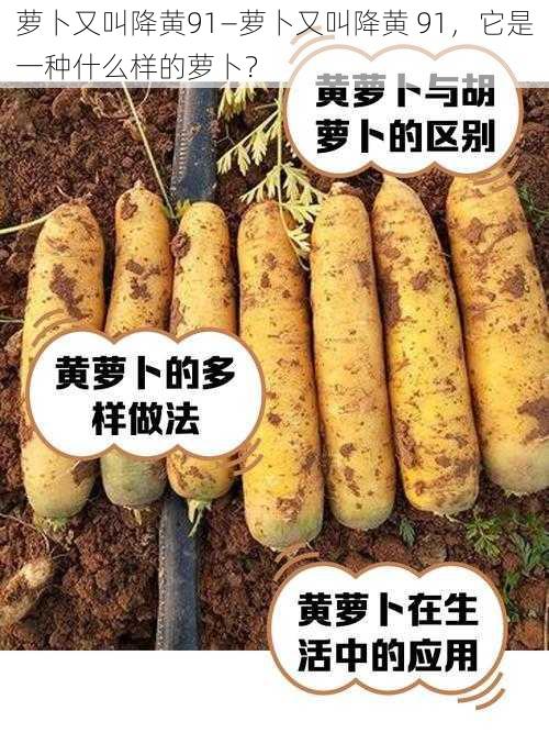 萝卜又叫降黄91—萝卜又叫降黄 91,它是一种什么样的萝卜?
