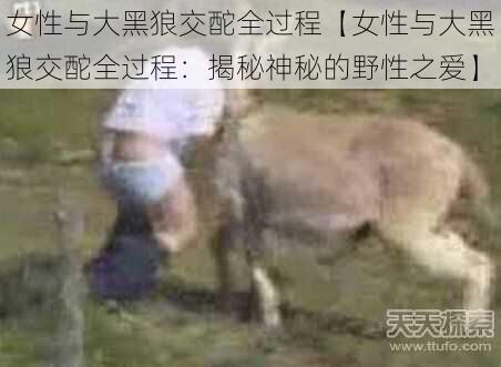 女性与大黑狼交酡全过程【女性与大黑狼交酡全过程:揭秘神秘的野性之爱】
