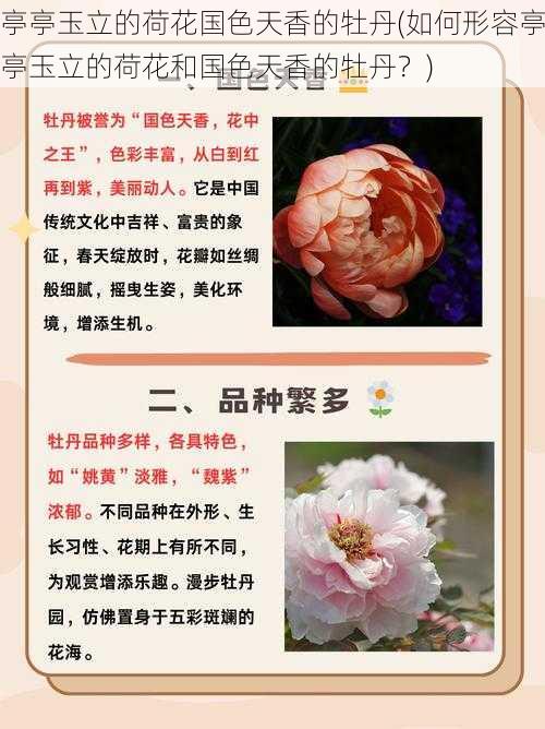 亭亭玉立的荷花国色天香的牡丹(如何形容亭亭玉立的荷花和国色天香的牡丹?)
