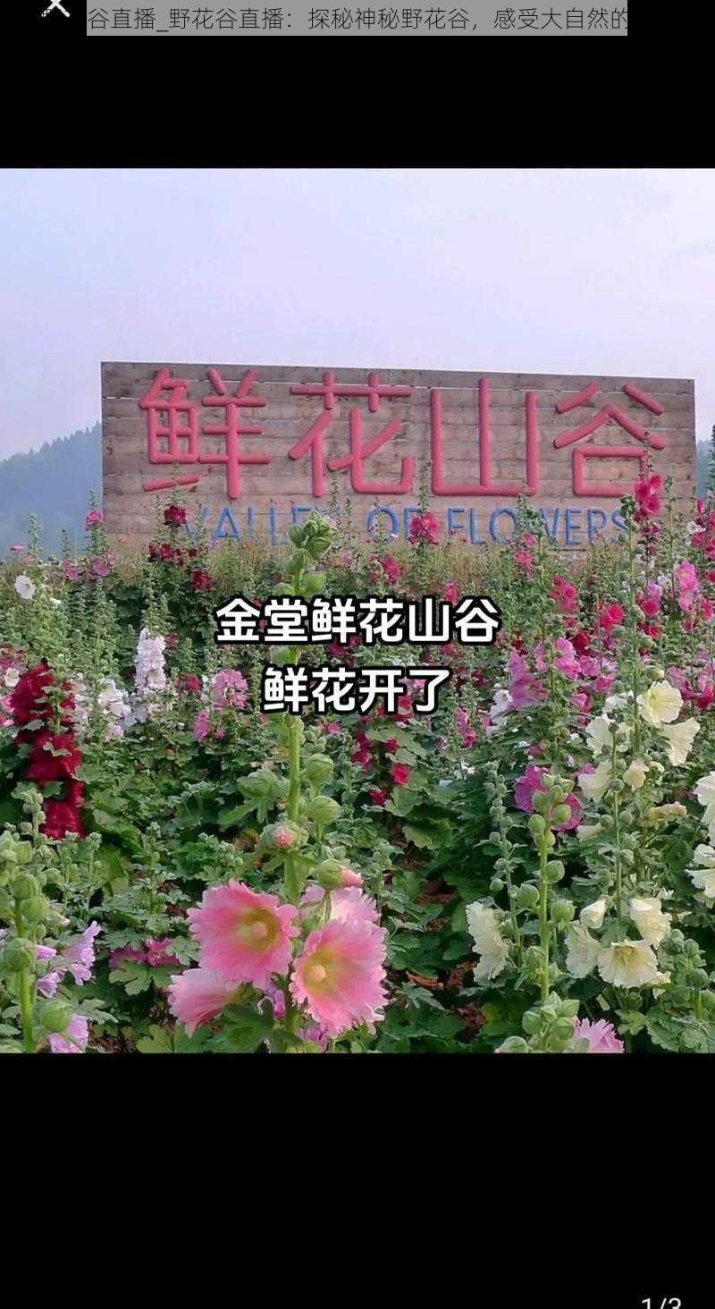 野花谷直播_野花谷直播:探秘神秘野花谷,感受大自然的魅力