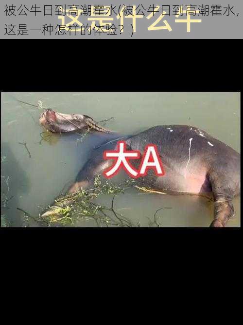 被公牛日到高潮霍水(被公牛日到高潮霍水,这是一种怎样的体验?)