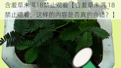 含羞草未满18禁止观看【含羞草未满 18 禁止观看,这样的内容是否真的合适?】