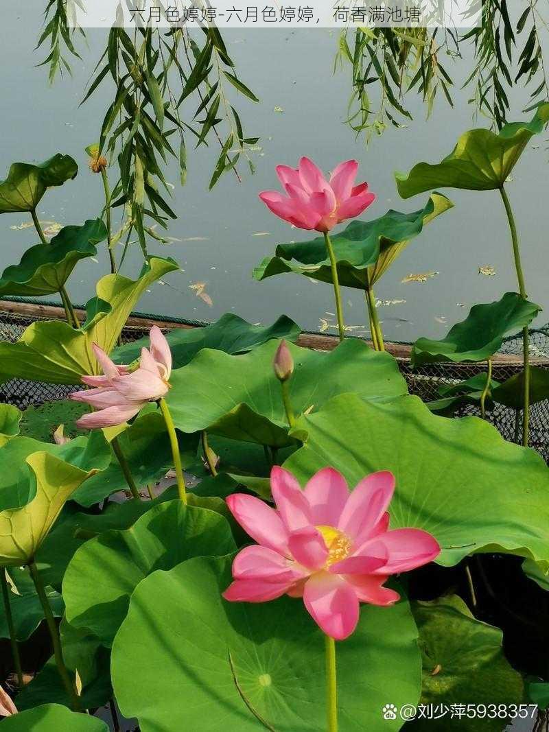 六月色婷婷-六月色婷婷,荷香满池塘
