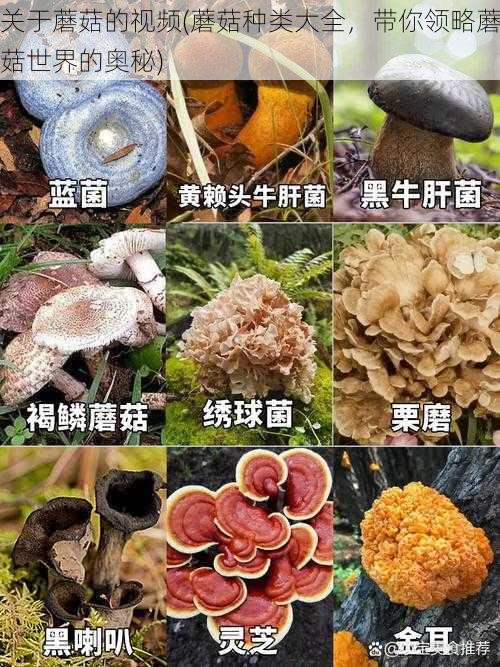 关于蘑菇的视频(蘑菇种类大全,带你领略蘑菇世界的奥秘)