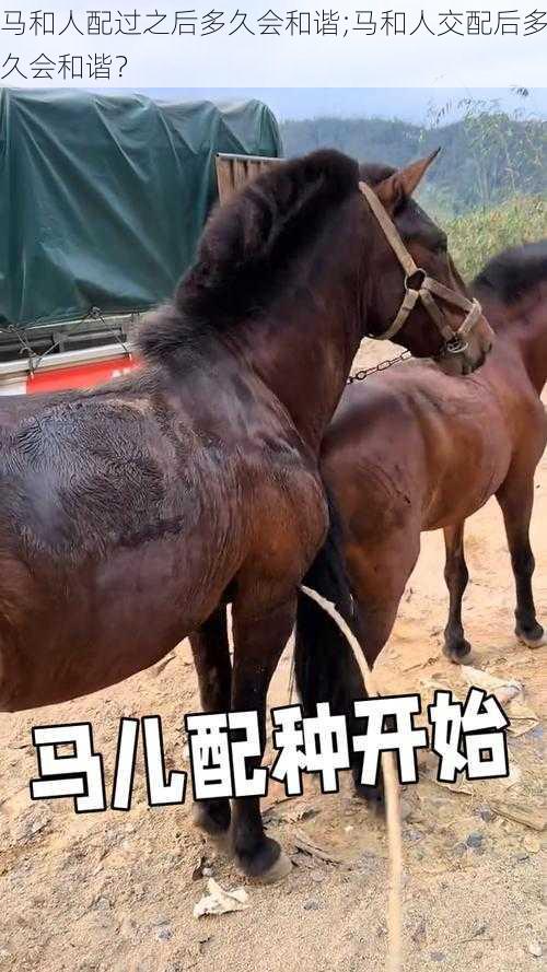 马和人配过之后多久会和谐;马和人交配后多久会和谐?