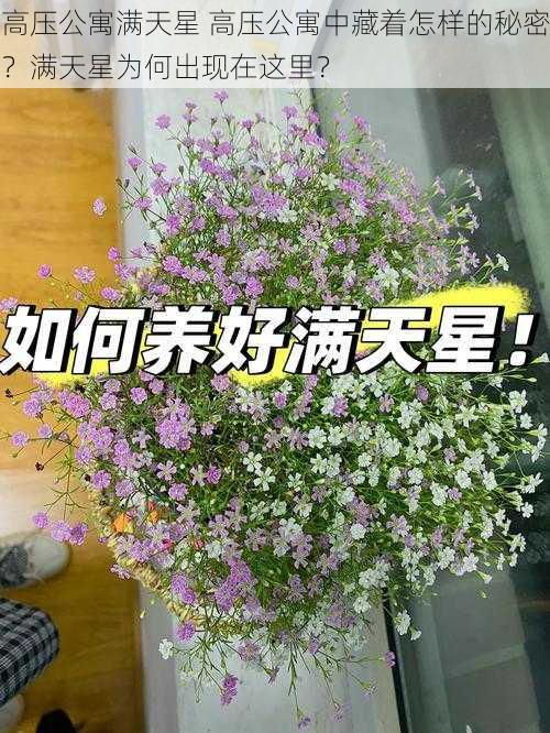 高压公寓满天星 高压公寓中藏着怎样的秘密?满天星为何出现在这里?
