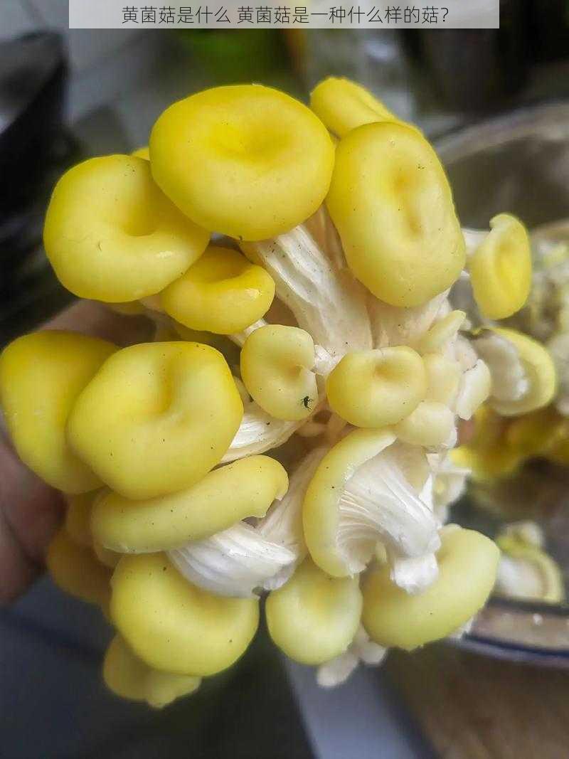 黄菌菇是什么 黄菌菇是一种什么样的菇?