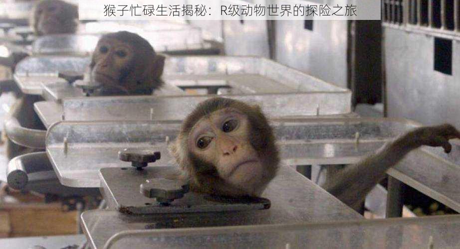 猴子忙碌生活揭秘:R级动物世界的探险之旅