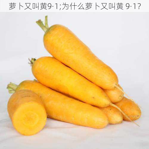 萝卜又叫黄9·1;为什么萝卜又叫黄 9·1?