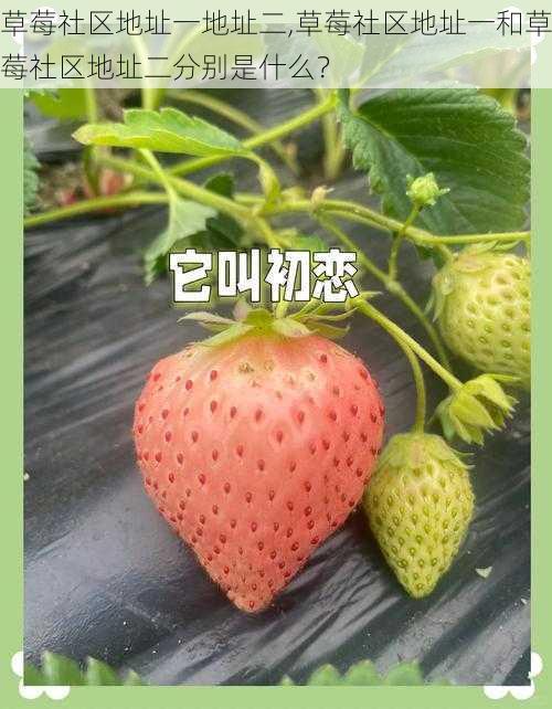 草莓社区地址一地址二,草莓社区地址一和草莓社区地址二分别是什么?