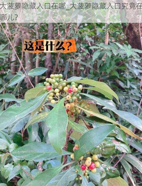 大菠萝隐藏入口在哪_大菠萝隐藏入口究竟在哪儿?