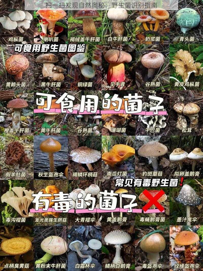 扫一扫发现自然奥秘:野生菌识别指南