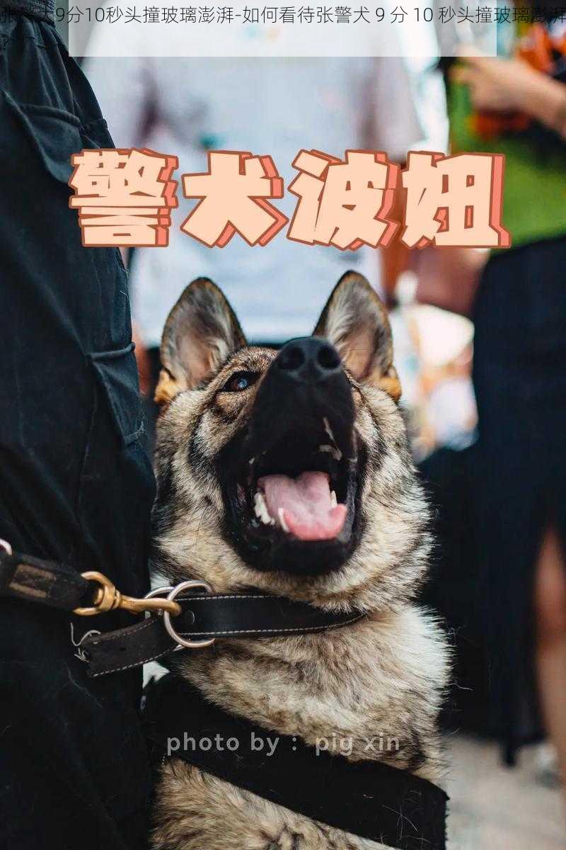 张警犬9分10秒头撞玻璃澎湃-如何看待张警犬 9 分 10 秒头撞玻璃澎湃?