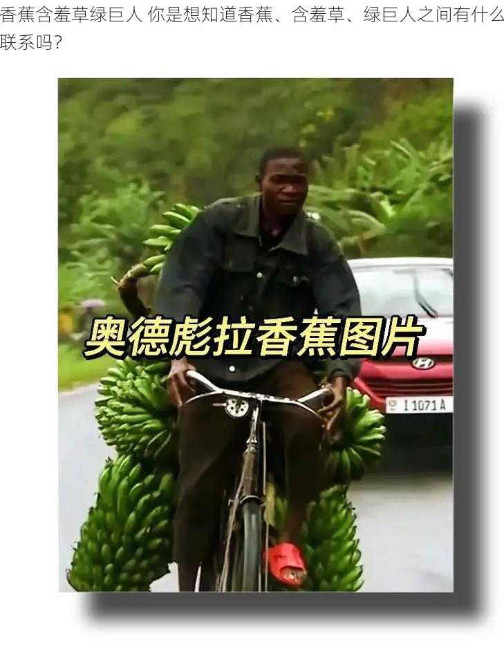 香蕉含羞草绿巨人 你是想知道香蕉、含羞草、绿巨人之间有什么联系吗?