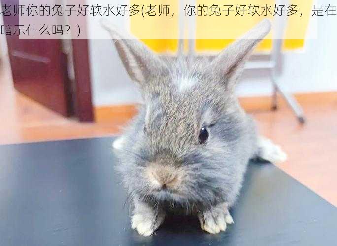 老师你的兔子好软水好多(老师,你的兔子好软水好多,是在暗示什么吗?)