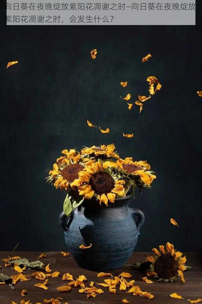 向日葵在夜晚绽放紫阳花凋谢之时—向日葵在夜晚绽放,紫阳花凋谢之时,会发生什么?