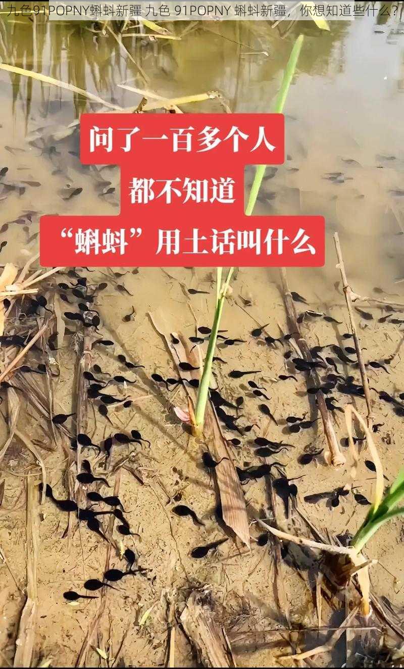 九色91POPNY蝌蚪新疆 九色 91POPNY 蝌蚪新疆,你想知道些什么?