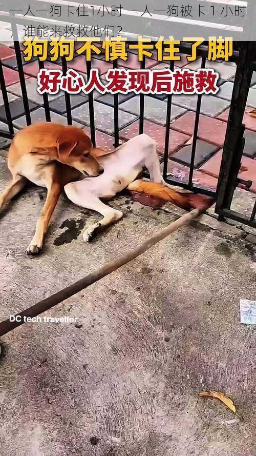 一人一狗卡住1小时 一人一狗被卡 1 小时,谁能来救救他们?