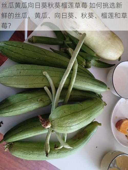 丝瓜黄瓜向日葵秋葵榴莲草莓 如何挑选新鲜的丝瓜、黄瓜、向日葵、秋葵、榴莲和草莓?