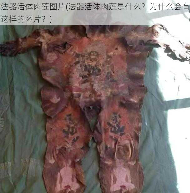 法器活体肉莲图片(法器活体肉莲是什么?为什么会有这样的图片?)